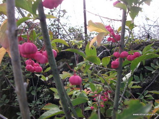 rderia-18-11-2012 12-22-38
